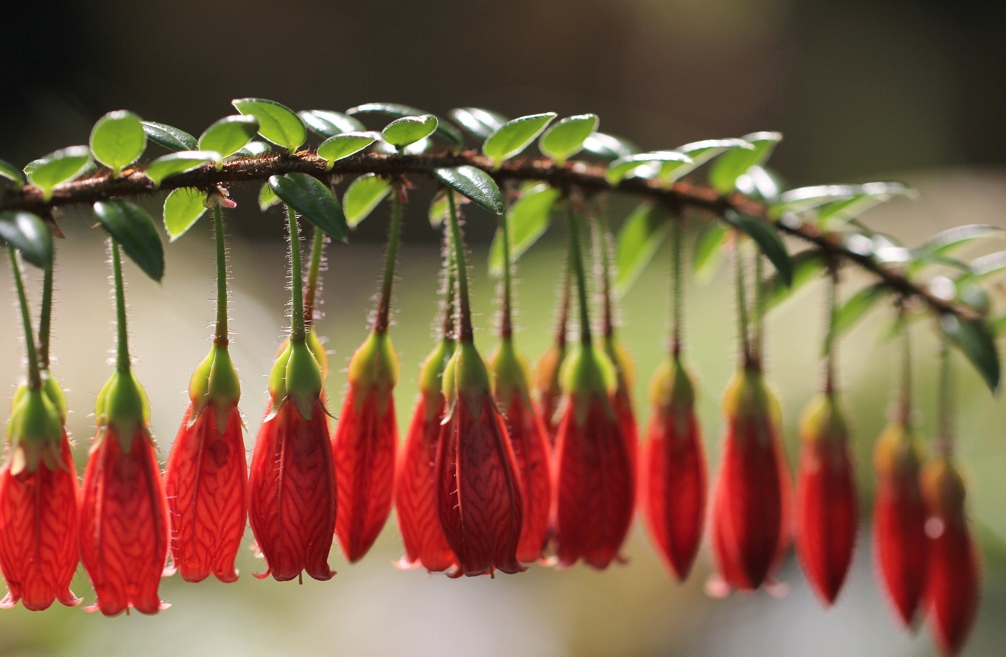 世界游艇挑战赛赛事志愿者证书国际互认再扩展,第二届国际游艇宝贝大赛